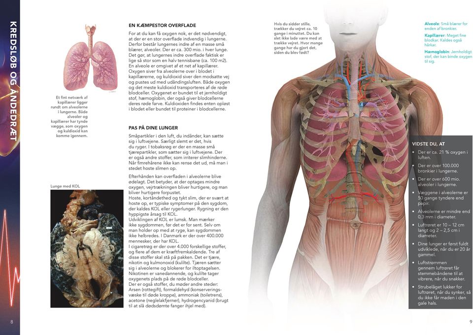 Der er ca. 300 mio. i hver lunge. Det gør, at lungernes indre overflade faktisk er lige så stor som en halv tennisbane (ca. 100 m2). En alveole er omgivet af et net af kapillærer.