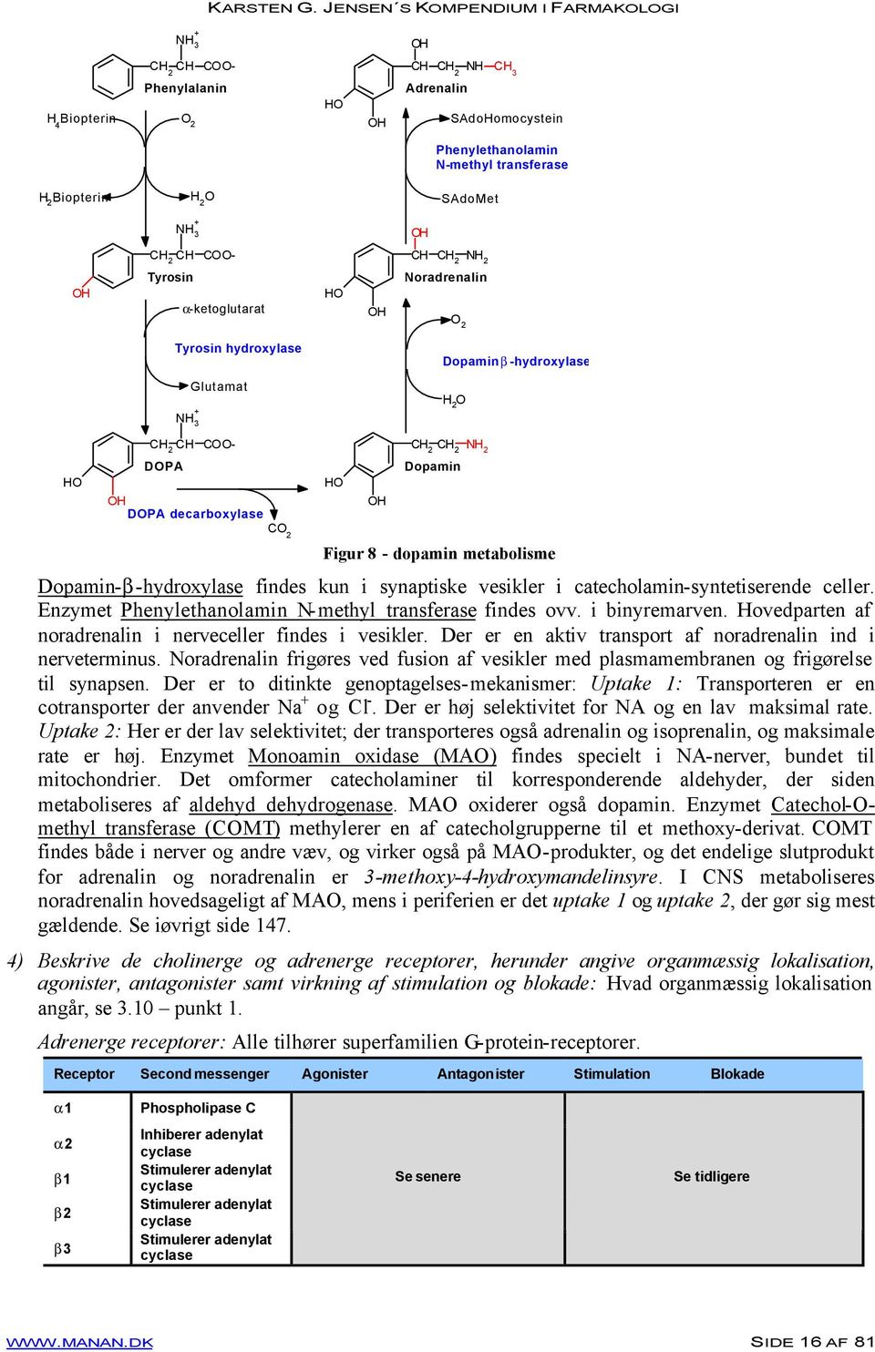 Figur 8 - dopamin metabolisme Dopamin-β-hydroxylase findes kun i synaptiske vesikler i catecholamin-syntetiserende celler. Enzymet Phenylethanolamin N-methyl transferase findes ovv. i binyremarven.