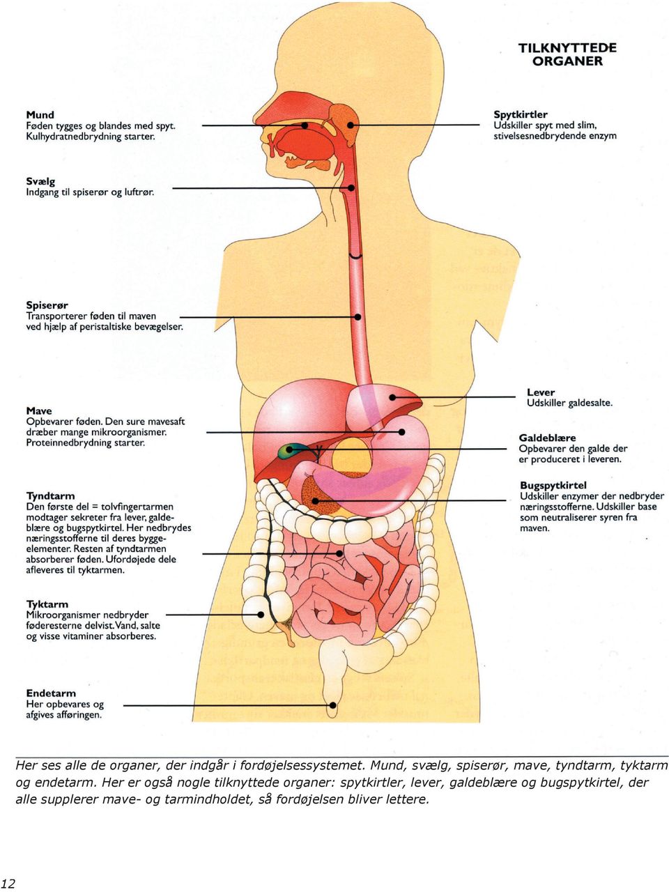 fordøjelsessystemet. Mund, svælg, spiserør, mave, tyndtarm, tyktarm og endetarm.