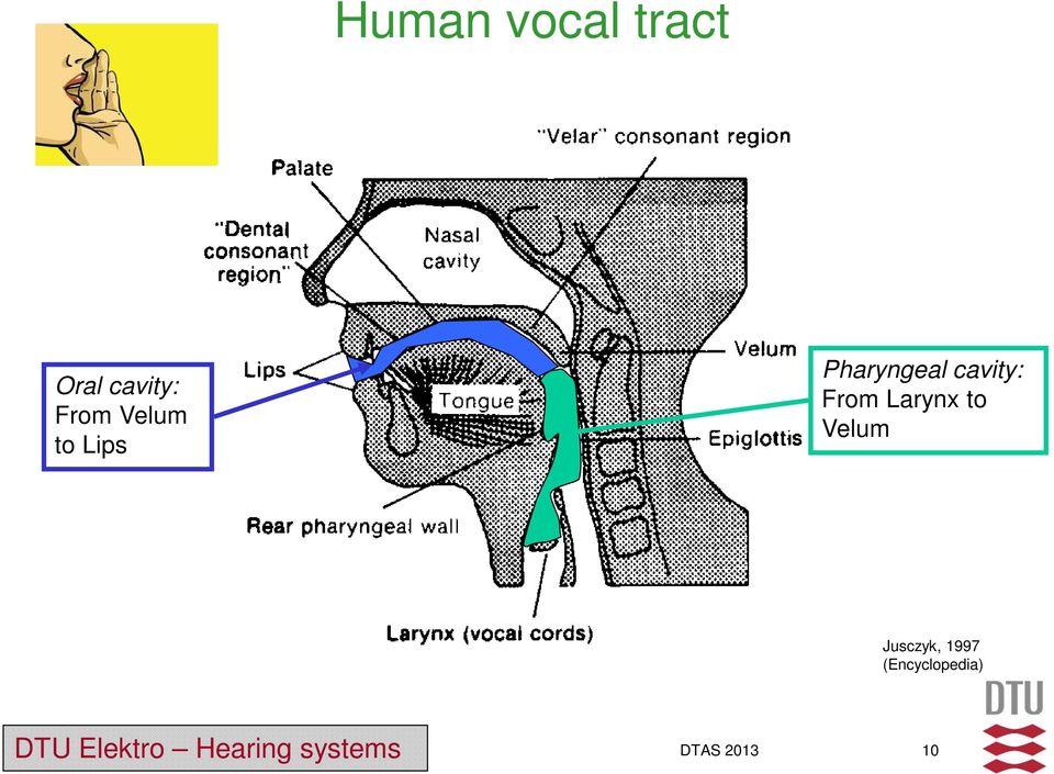 cavity: From Larynx to Velum