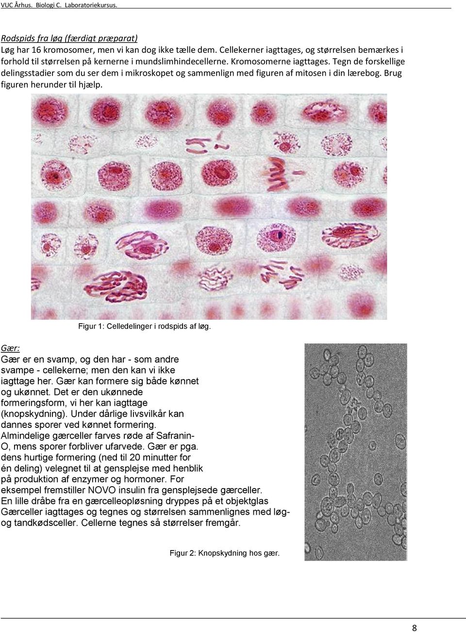 Figur 1: Celledelinger i rodspids af løg. Gær: Gær er en svamp, og den har - som andre svampe - cellekerne; men den kan vi ikke iagttage her. Gær kan formere sig både kønnet og ukønnet.