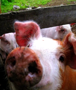 Rusland Indfører Total Veterinær Kontrol af Polsk Svinekød Den russiske sammenslutning af veterinær overvågning annoncerede i går, at al importeret svinekød(fersk og frosent) fra Polen vil bliver