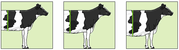 Lineær bedømmelse - Tegninger Krop Krydshøjde Krydshøjden bliver målt med målestok (stangmål). Målevingen holdes vandret lige netop uden at berøre koen.