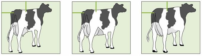 Bagpatter der er meget tætstillede (krydser) og placeret helt inde ved yverbåndet får karakteren 9. Huld Tynd Fed Huldkarakteren beskriver hvor fed eller mager koen er.