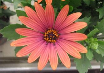 Sunny Classic CHERRY Blomst: Ny flot rød blomst med rød-brunt øje. Skøn blomst, ca. 6 cm i diameter. Bagsiden er rød-brun stribet. Vækst: Sund plante med god vækst.