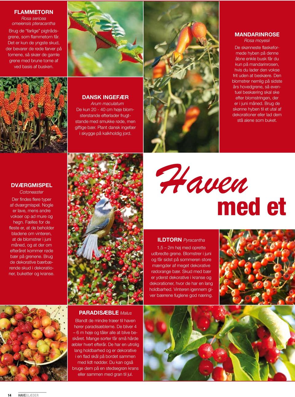 Dansk ingefær Arum maculatum De kun 20-40 cm høje blomsterstande efterlader frugtstande med smukke røde, men giftige bær. Plant dansk ingefær i skygge på kalkholdig jord.