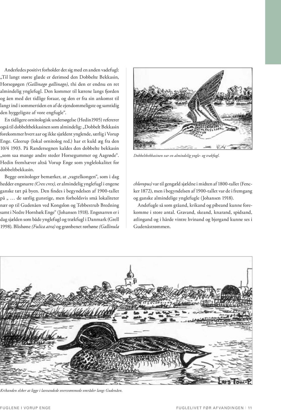 En tidligere ornitologisk undersøgelse (Hedin1905) refererer også til dobbeltbekkasinen som almindelig: Dobbelt Bekkasin forekommer hvert aar og ikke sjældent ynglende, særlig i Vorup Enge.