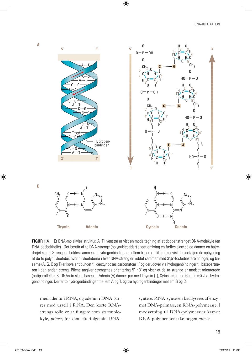 N N H Guanin N Figur 1.4. Et DNA-molekyles struktur. A. Til venstre er vist en modeltegning af et dobbeltstrenget DNA-molekyle (en DNA-dobbelthelix).
