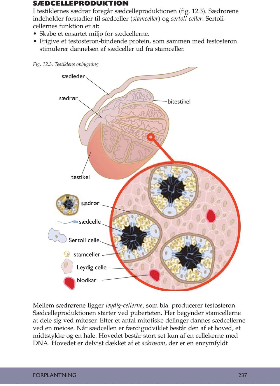 12.3. Testiklens opbygning sædleder sædrør bitestikel testikel ædrør sædcelle Sertoli celle stamceller Leydig celle blodkar Mellem sædrørene ligger leydig-cellerne, som bla. producerer testosteron.