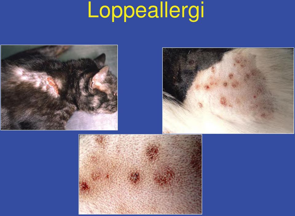 Allergiske lidelser hos kat. Specialdyrlæge Lene Boysen ph.d. - PDF Gratis  download