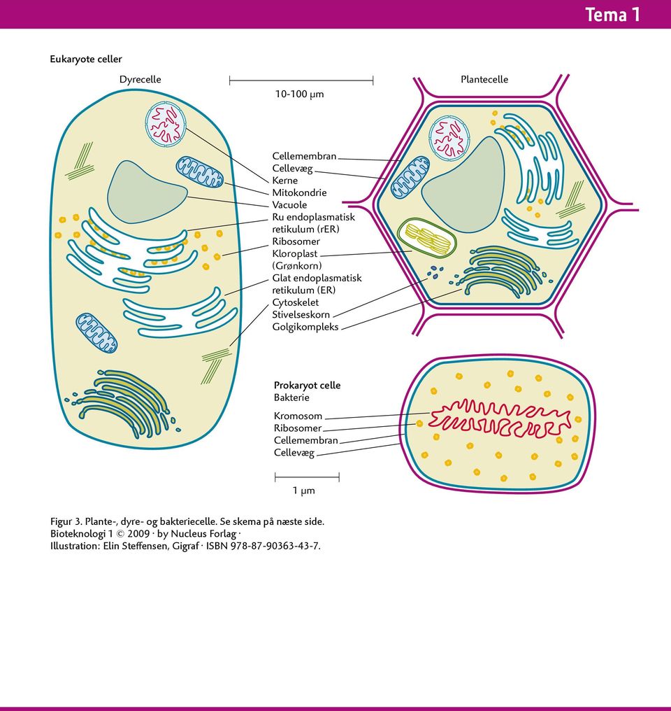 retikulum (ER) ytoskelet Stivelseskorn olgikompleks Prokaryot celle Bakterie Kromosom