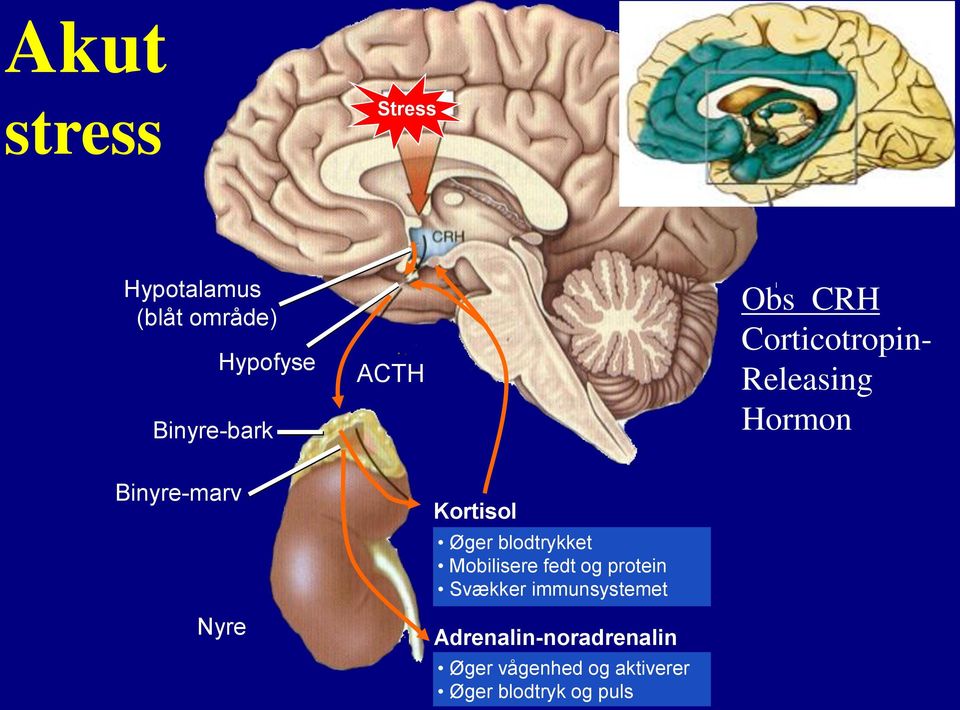 Kortisol Øger blodtrykket Mobilisere fedt og protein Svækker