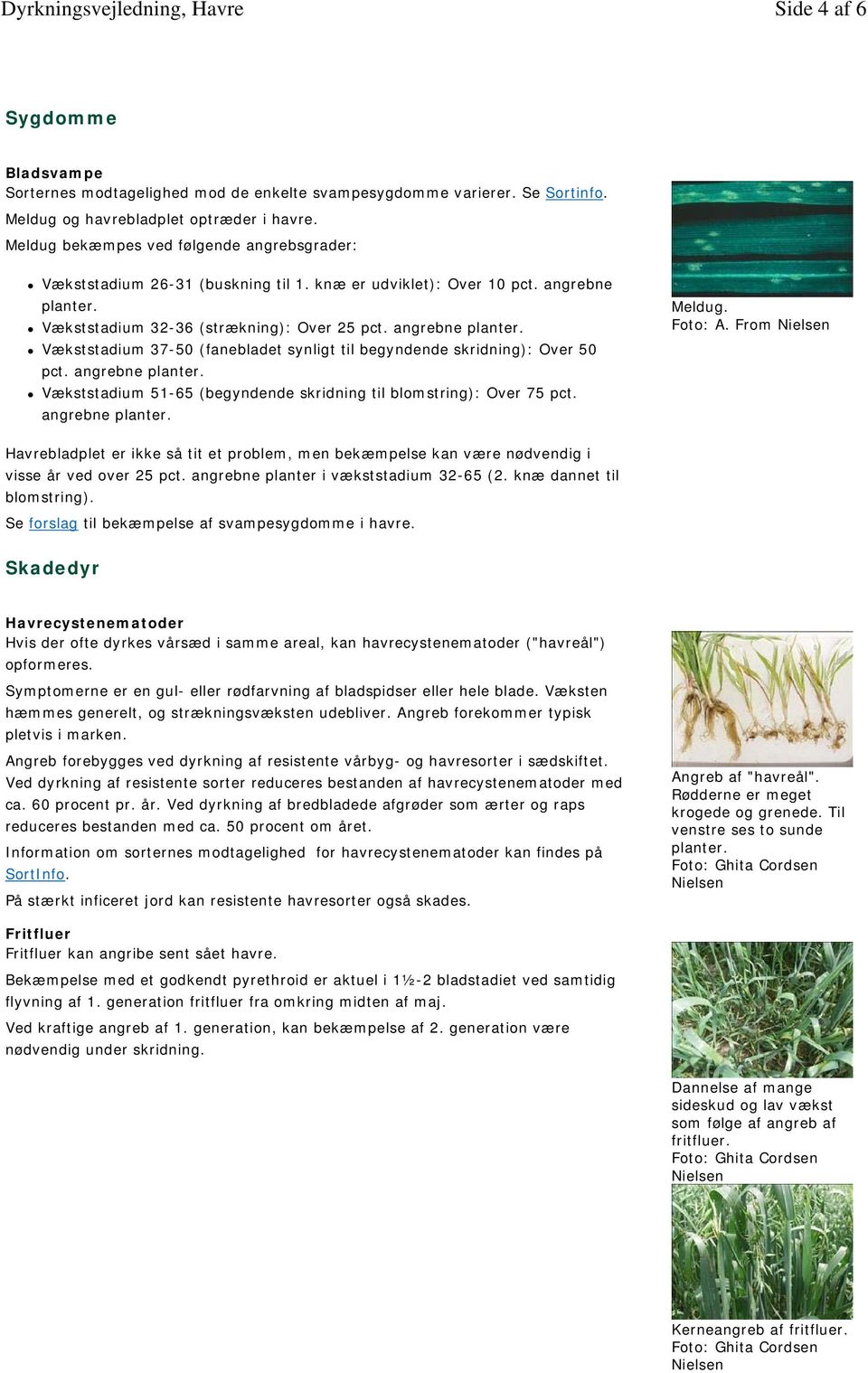 Vækststadium 32-36 (strækning): Over 25 pct. angrebne planter. Vækststadium 37-50 (fanebladet synligt til begyndende skridning): Over 50 pct. angrebne planter. Vækststadium 51-65 (begyndende skridning til blomstring): Over 75 pct.