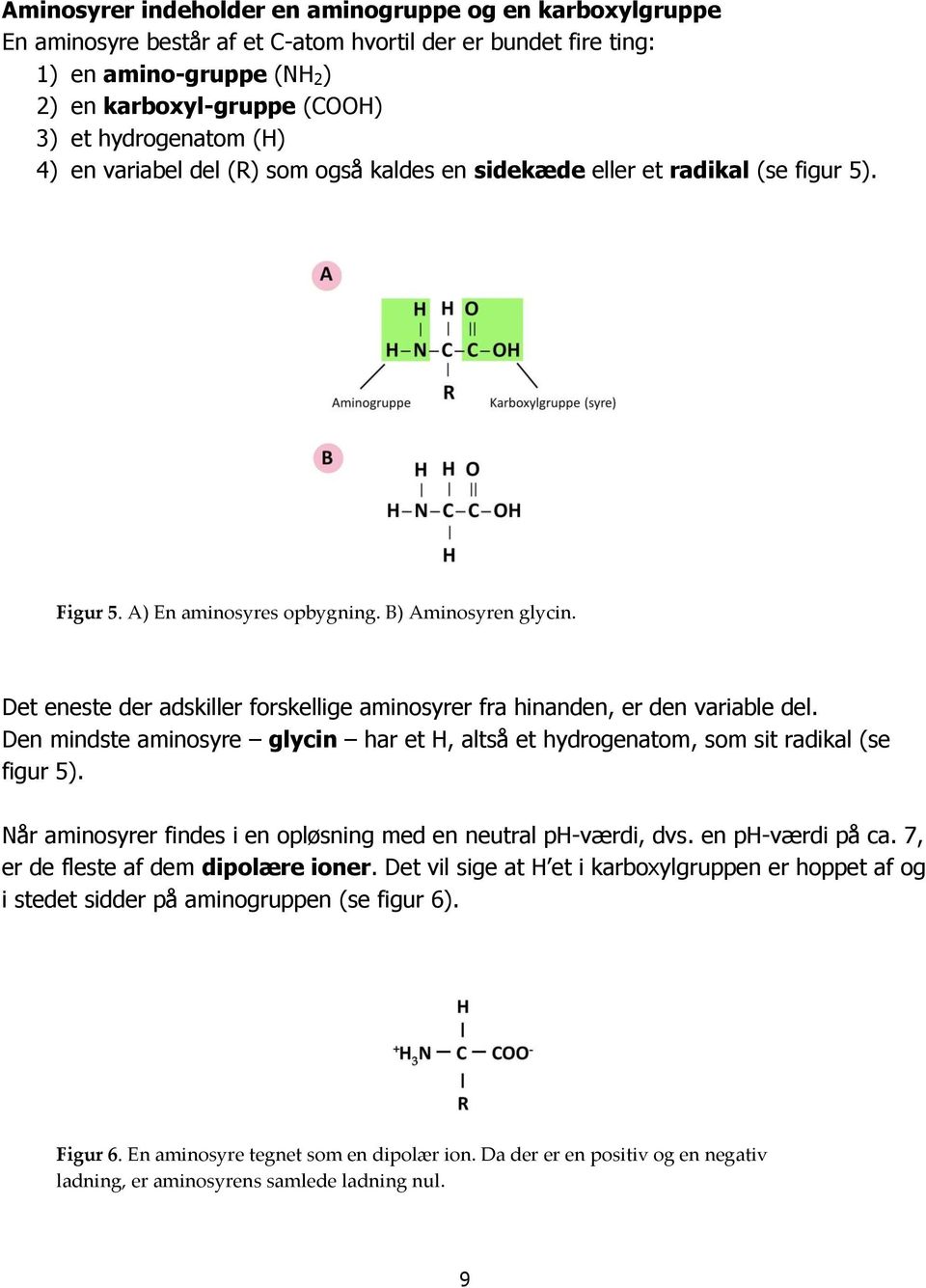 Det eneste der adskiller forskellige aminosyrer fra hinanden, er den variable del. Den mindste aminosyre glycin har et H, altså et hydrogenatom, som sit radikal (se figur 5).