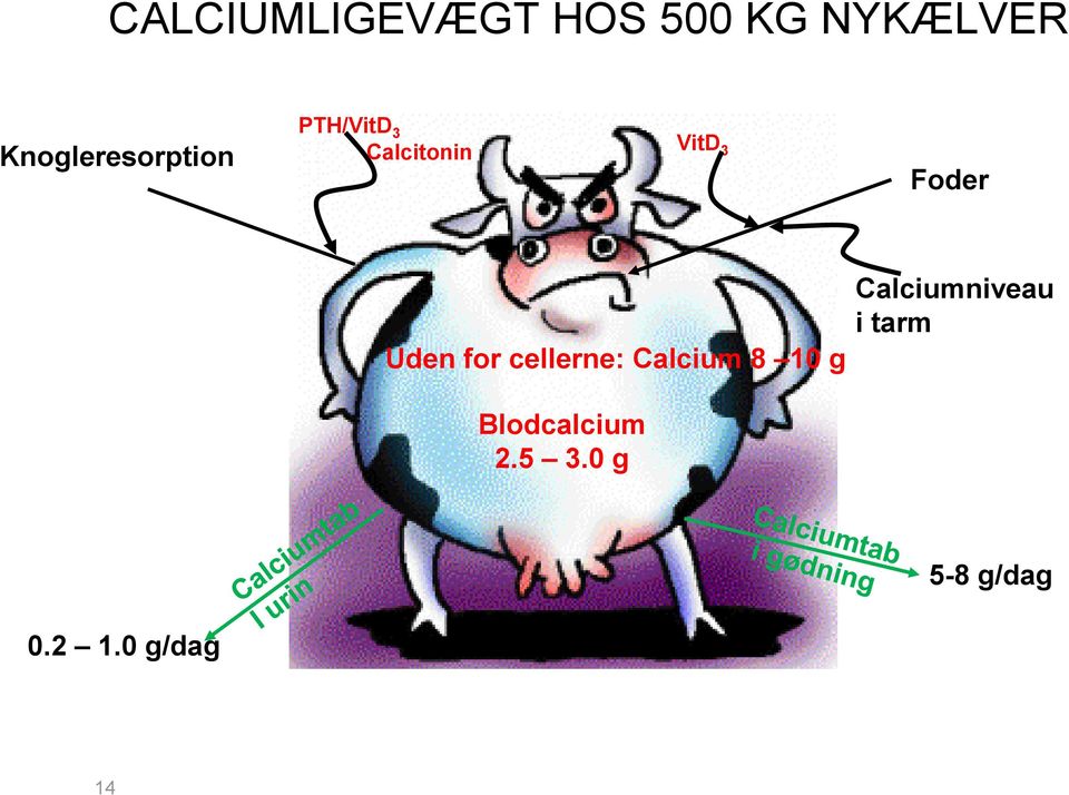 Foder Uden for cellerne: Calcium 8 10 g