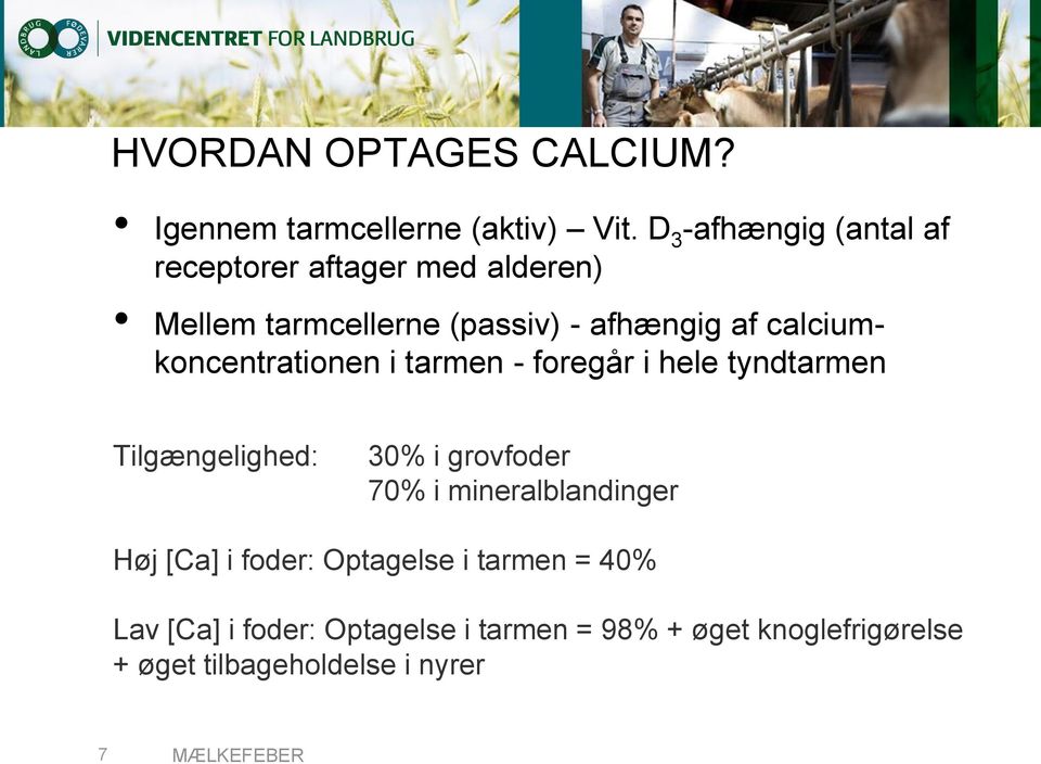 calciumkoncentrationen i tarmen - foregår i hele tyndtarmen Tilgængelighed: 30% i grovfoder 70% i