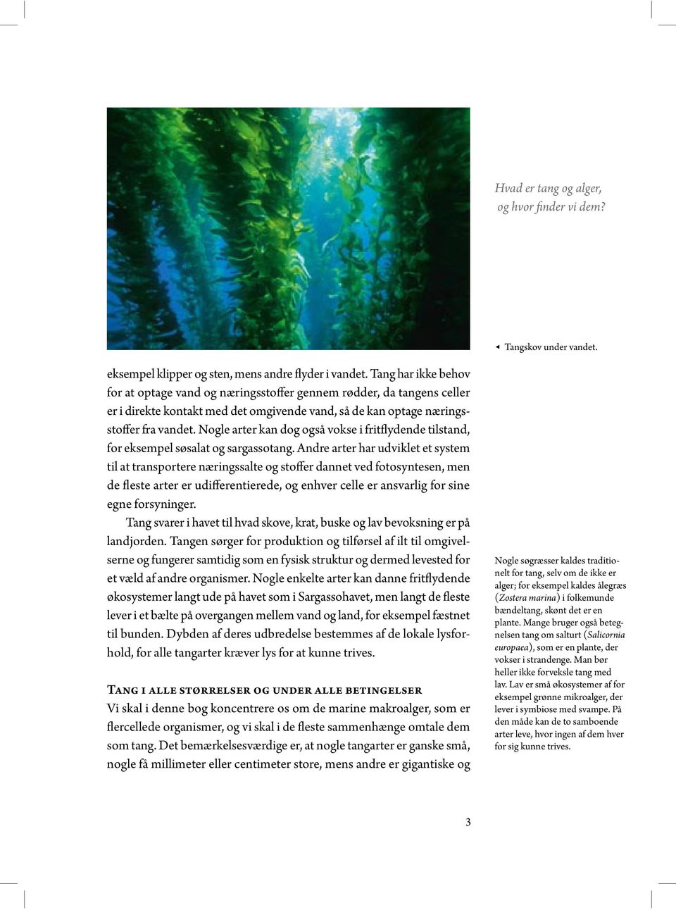 Hvad er tang og alger, og hvor finder vi dem? - PDF Free Download
