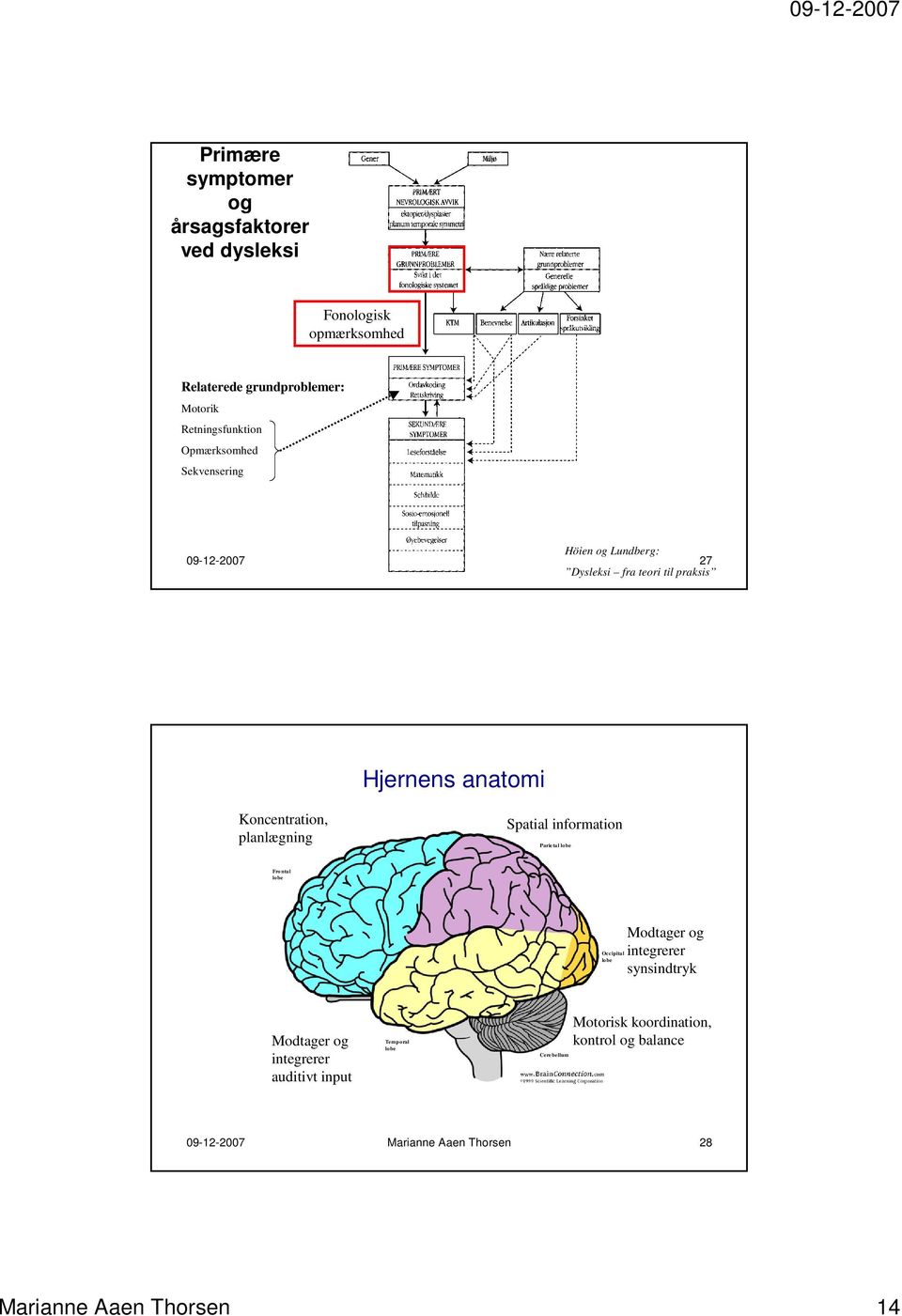 Koncentration, planlægning Spatial information Parietal lobe Fro ntal lobe Occipital lobe Modtager og integrerer synsindtryk Modtager