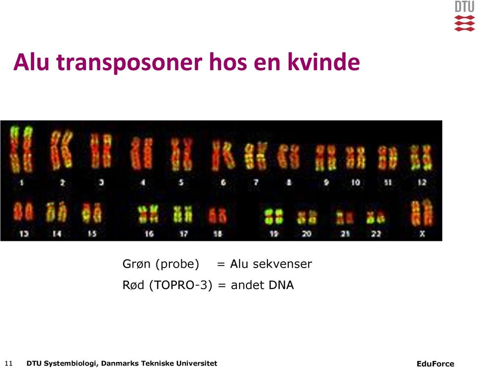 (TOPRO-3) = andet DNA 11 DTU
