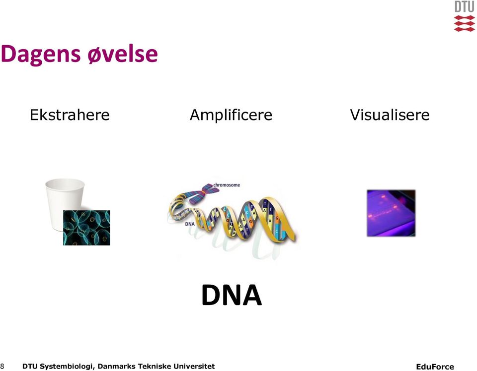 DNA 8 DTU Systembiologi,
