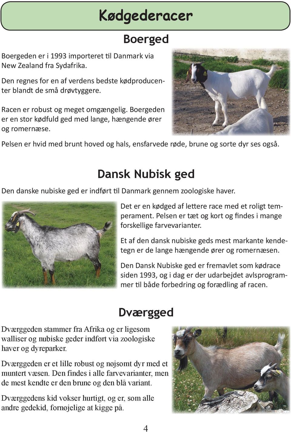 Dansk Nubisk ged Den danske nubiske ged er indført l Danmark gennem zoologiske haver. Det er en kødged af le ere race med et roligt temperament.