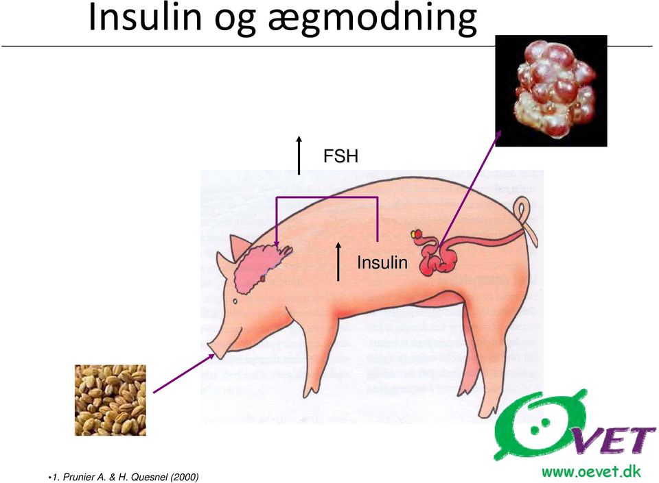 Insulin 1.