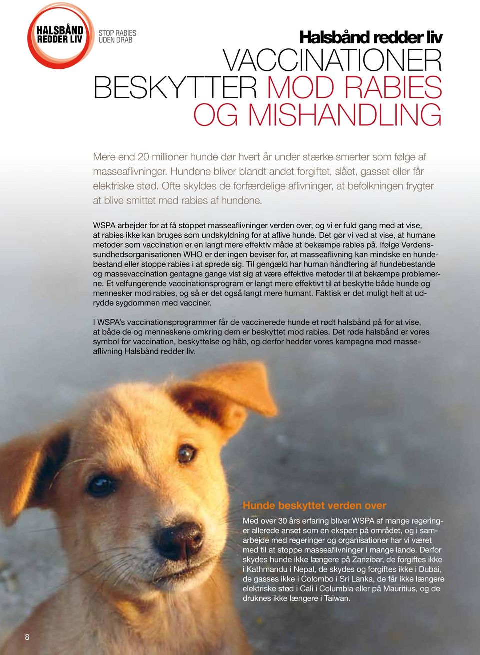 WSPA arbejder for at få stoppet masseaflivninger verden over, og vi er fuld gang med at vise, at rabies ikke kan bruges som undskyldning for at aflive hunde.
