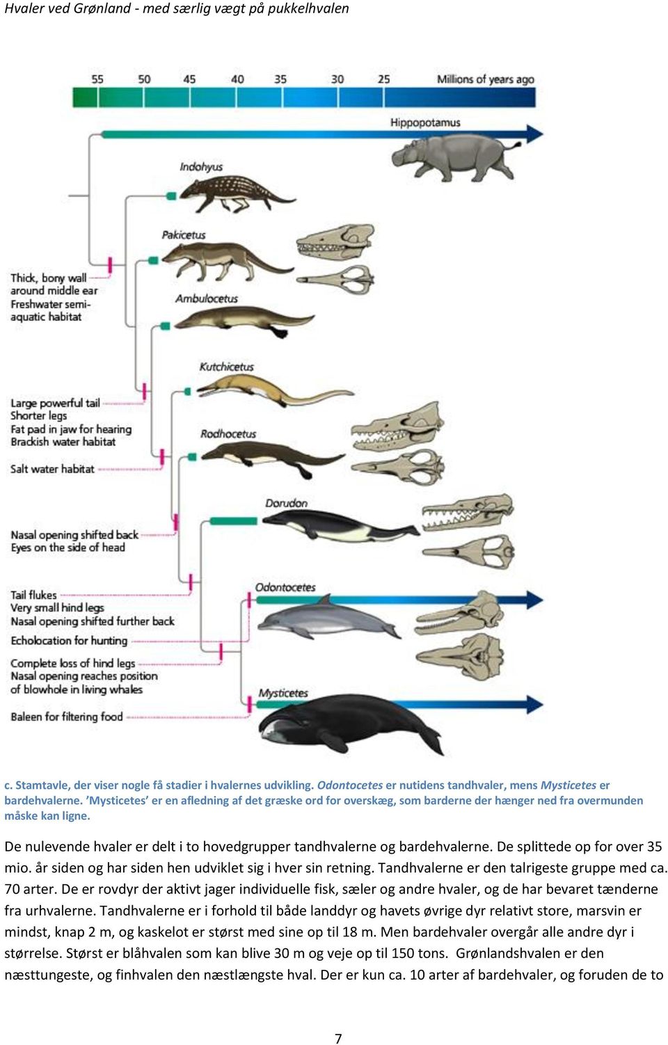De splittede op for over 35 mio. år siden og har siden hen udviklet sig i hver sin retning. Tandhvalerne er den talrigeste gruppe med ca. 70 arter.