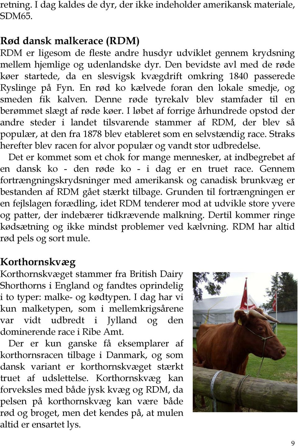 Den bevidste avl med de røde køer startede, da en slesvigsk kvægdrift omkring 1840 passerede Ryslinge på Fyn. En rød ko kælvede foran den lokale smedje, og smeden fik kalven.