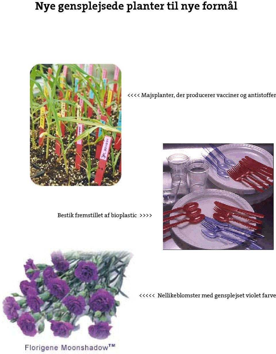 gensplejsede planter til nye formål - PDF Free Download