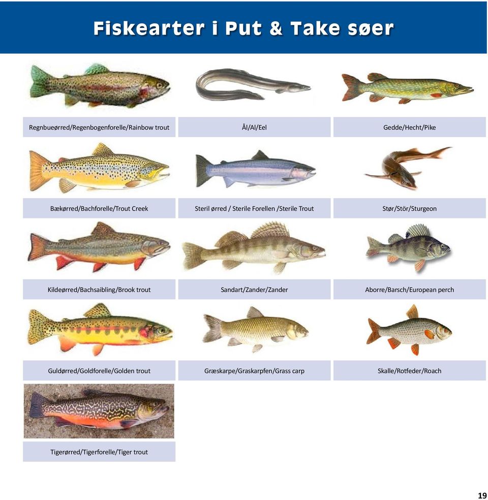 Kildeørred/Bachsaibling/Brook trout Sandart/Zander/Zander Aborre/Barsch/European perch