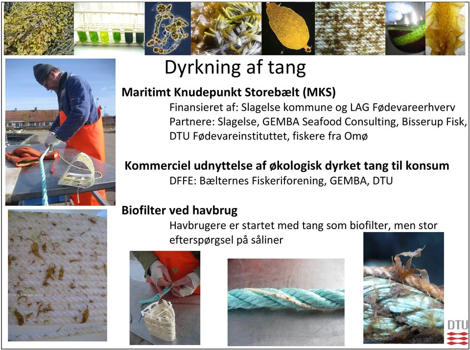 fiskere fra Omø Kommerciel udnyttelse af økologisk dyrket tang til konsum DFFE: Bælternes