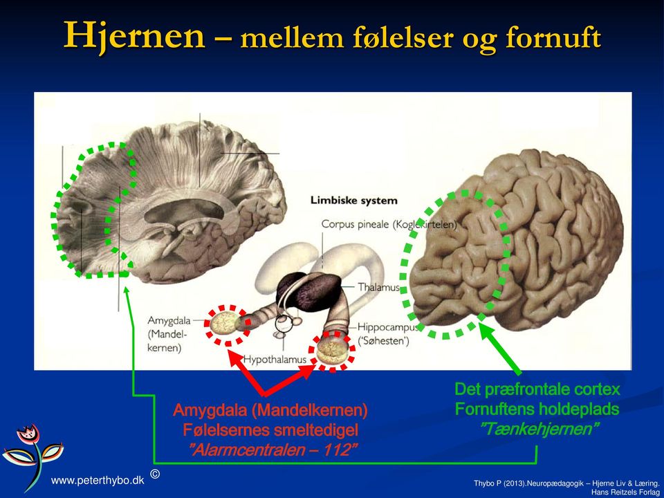 Det præfrontale cortex Fornuftens holdeplads Tænkehjernen