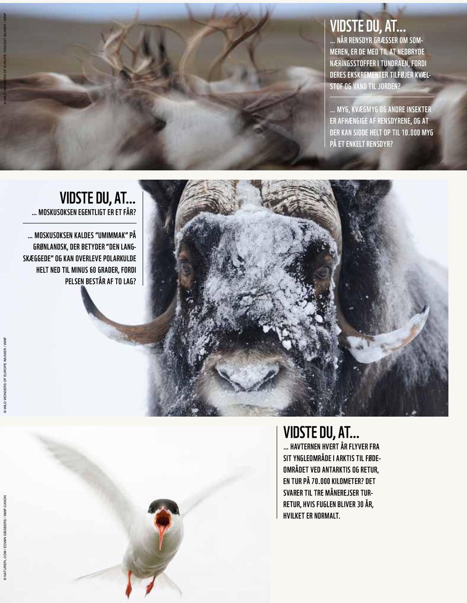 moskusoksen kaldes umimmak på grønlandsk, der betyder den langskæggede og kan overleve polarkulde helt ned til minus 60 grader, fordi pelsen består af to lag? naturepl.