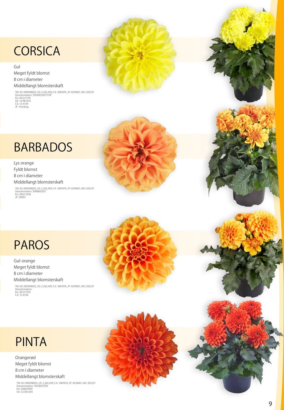 2002/1036 JP: 20993 PAROS Gul-orange Meget fyldt blomst 8 cm i diameter Middellangt blomsterskaft Denomination: EU: 2013/1703 CA: