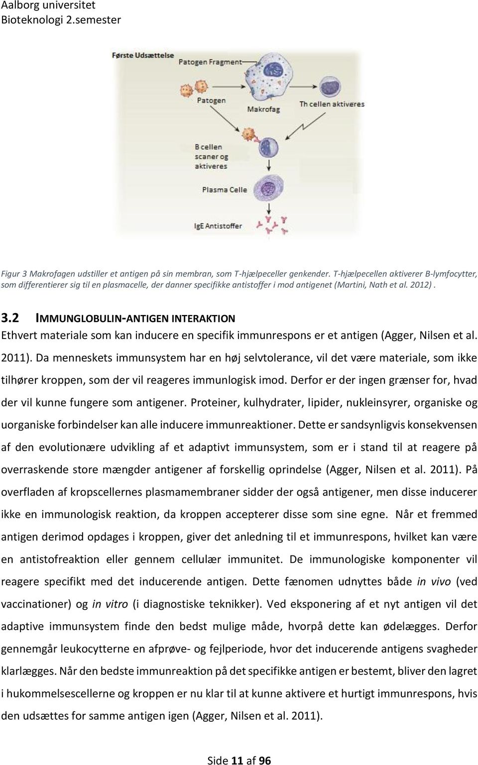2 IMMUNGLOBULIN-ANTIGEN INTERAKTION Ethvert materiale som kan inducere en specifik immunrespons er et antigen (Agger, Nilsen et al. 2011).