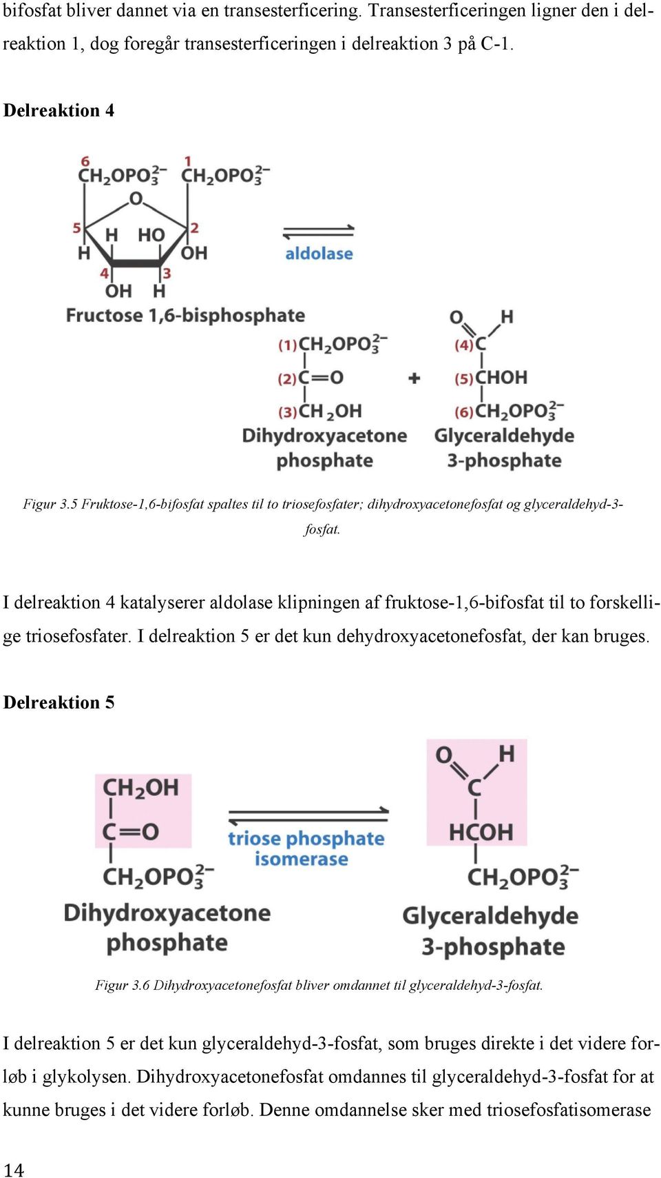 I delreaktion 4 katalyserer aldolase klipningen af fruktose-1,6-bifosfat til to forskellige triosefosfater. I delreaktion 5 er det kun dehydroxyacetonefosfat, der kan bruges. Delreaktion 5 Figur 3.