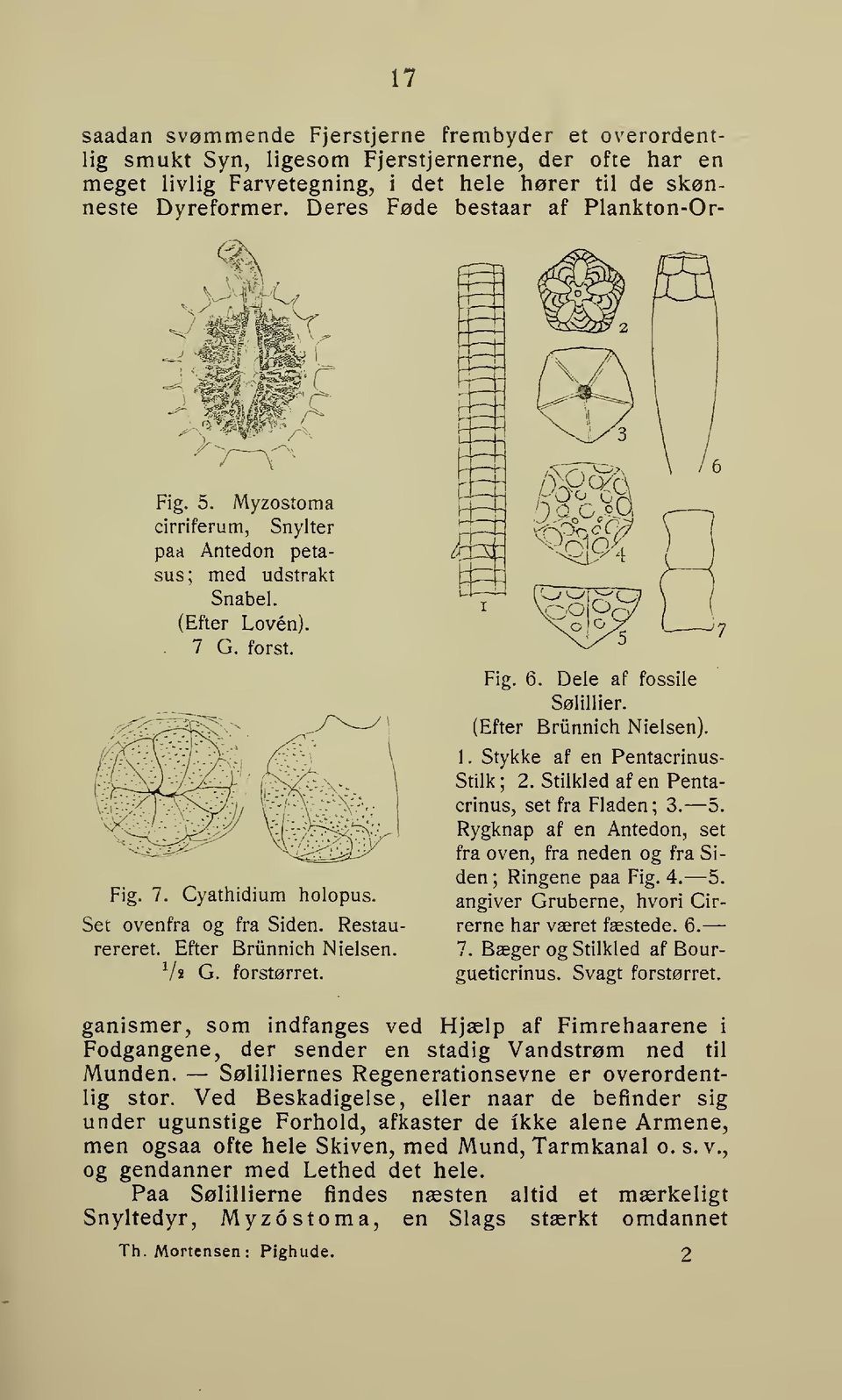 Restaurereret. Efter Brunnich Nielsen. ^/s G. forstørret. Fig. 6. Dele af fossile (Efter Sølillier. Briinnich Nielsen). 1. Stykke af en Pentacrinus- Stilk ; 2.