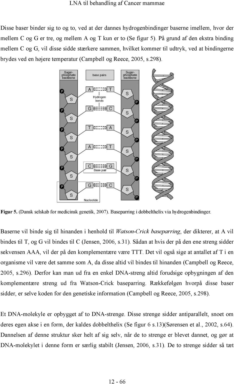 (Dansk selskab for medicinsk genetik, 2007). Baseparring i dobbelthelix via hydrogenbindinger.