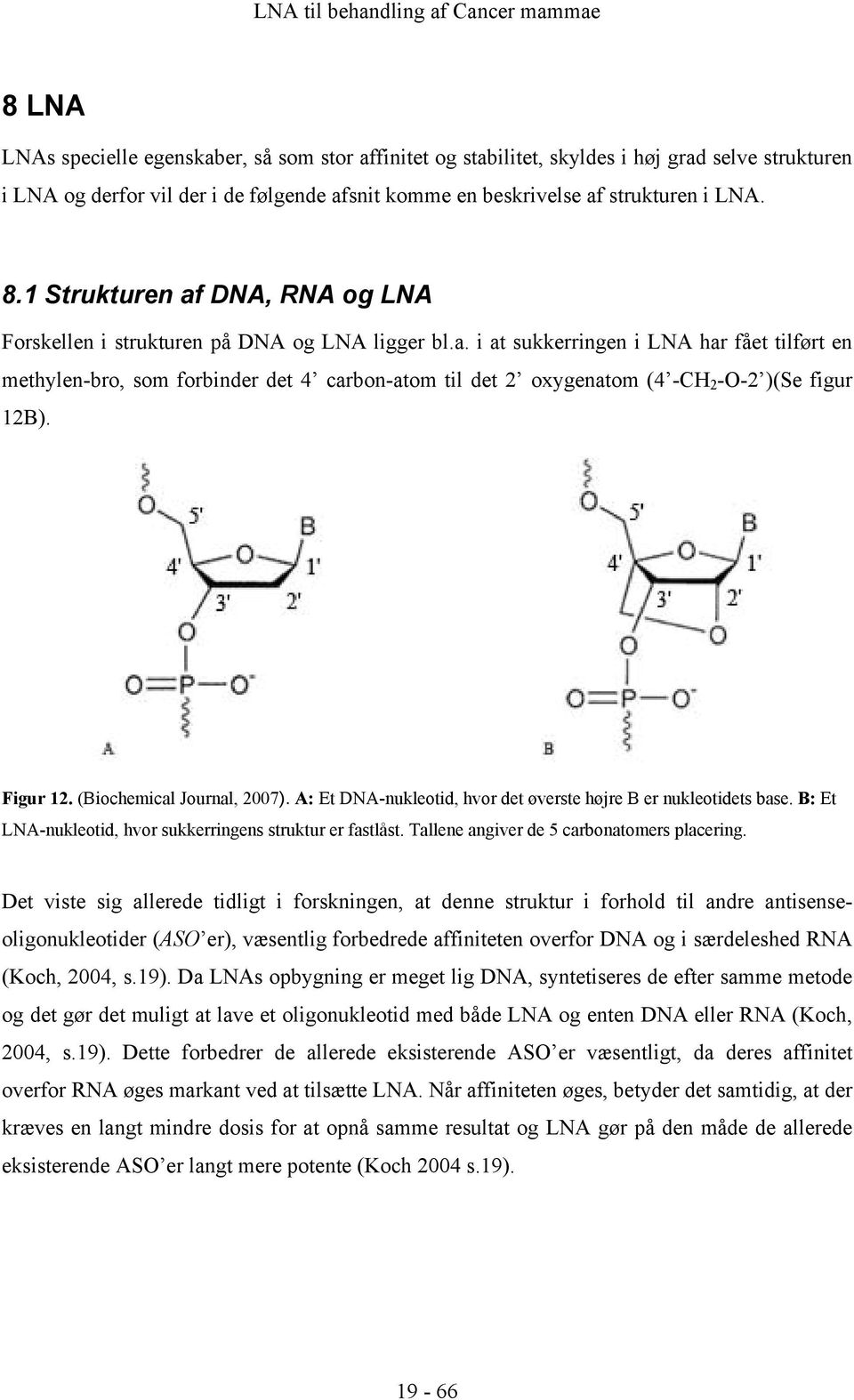Figur 12. (Biochemical Journal, 2007). A: Et DNA-nukleotid, hvor det øverste højre B er nukleotidets base. B: Et LNA-nukleotid, hvor sukkerringens struktur er fastlåst.