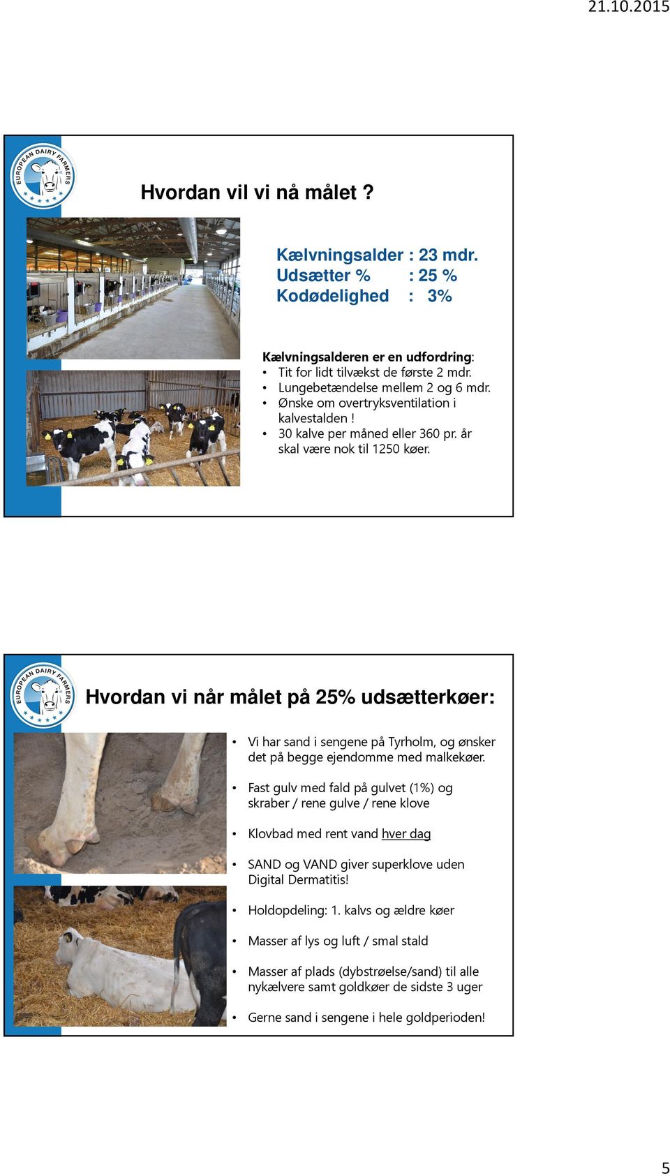 Hvordan vi når målet på 25% udsætterkøer: Vi har sand i sengene på Tyrholm, og ønsker det på begge ejendomme med malkekøer.