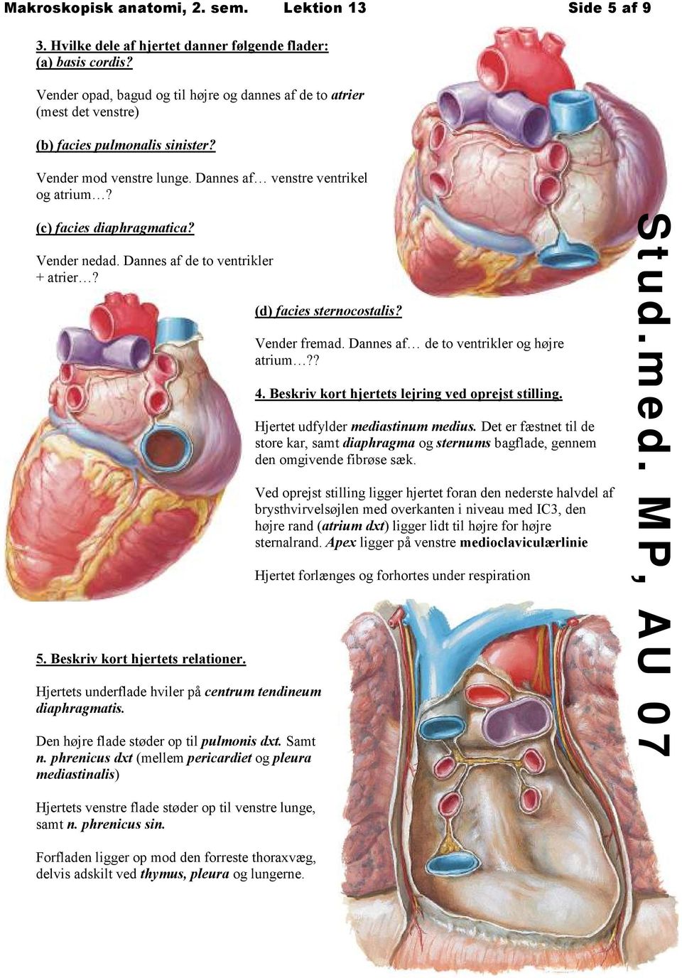Vender nedad. Dannes af de to ventrikler + atrier? 5. Beskriv kort hjertets relationer. Hjertets underflade hviler på centrum tendineum diaphragmatis. Den højre flade støder op til pulmonis dxt.
