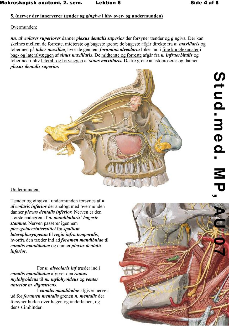 maxillaris og løber ned på tuber maxillae, hvor de gennem foramina alveolaria løber ind i fine knoglekanaler i bag- og lateralvæggen af sinus maxillaris. De midterste og forreste afgår fra n.