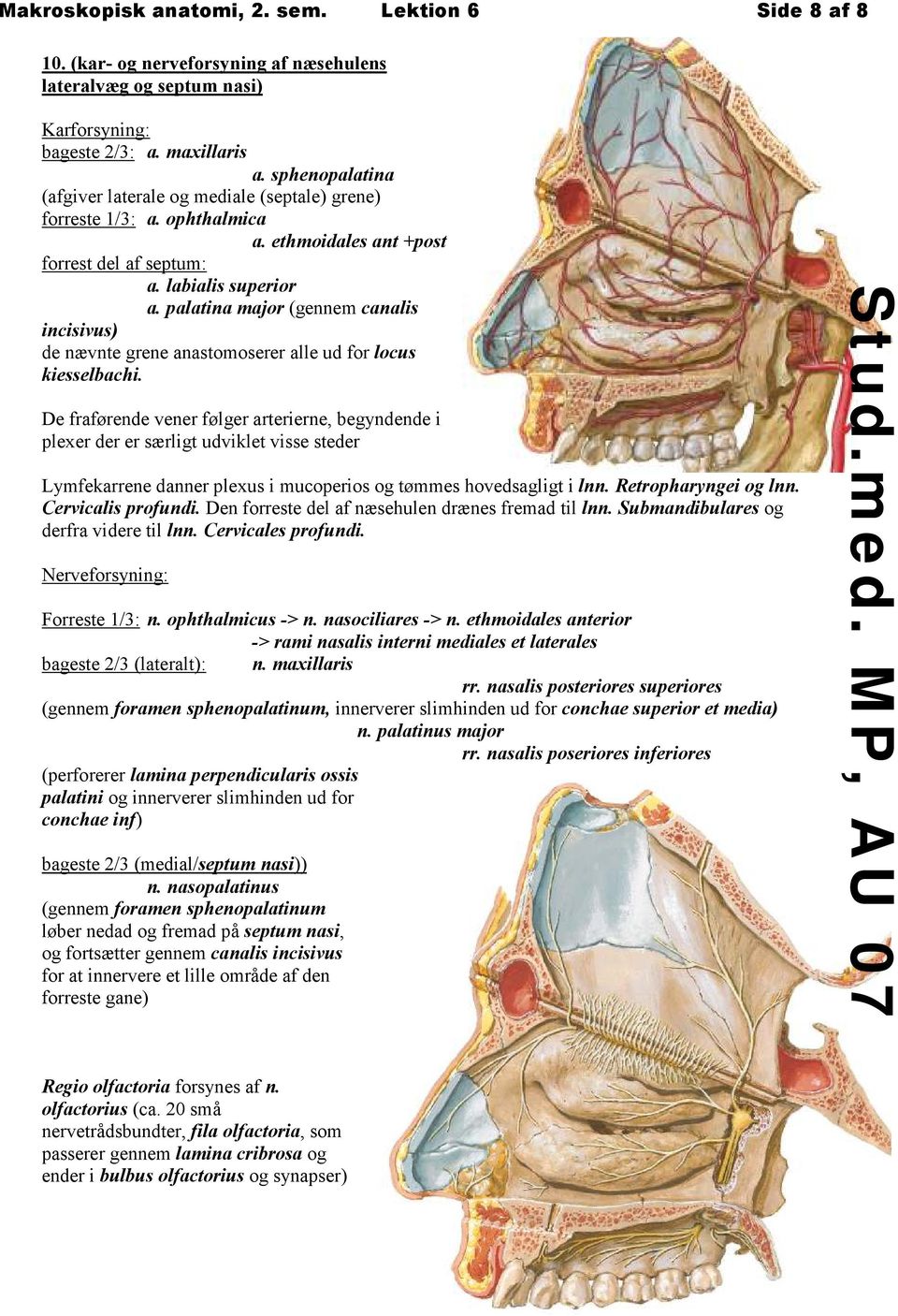 palatina major (gennem canalis incisivus) de nævnte grene anastomoserer alle ud for locus kiesselbachi.