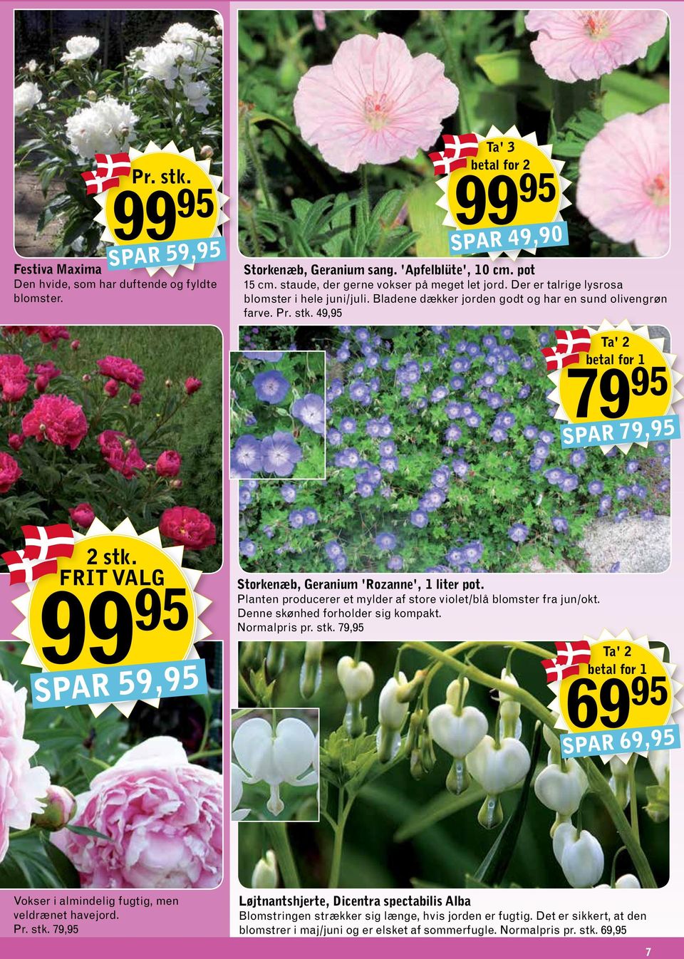 49,95 Ta' 2 betal for 79 95 1 SPAR 79,95 2 stk. FRIT VALG SPAR 59,95 Storkenæb, Geranium 'Rozanne', 1 liter pot. Planten producerer et mylder af store violet/blå blomster fra jun/okt.