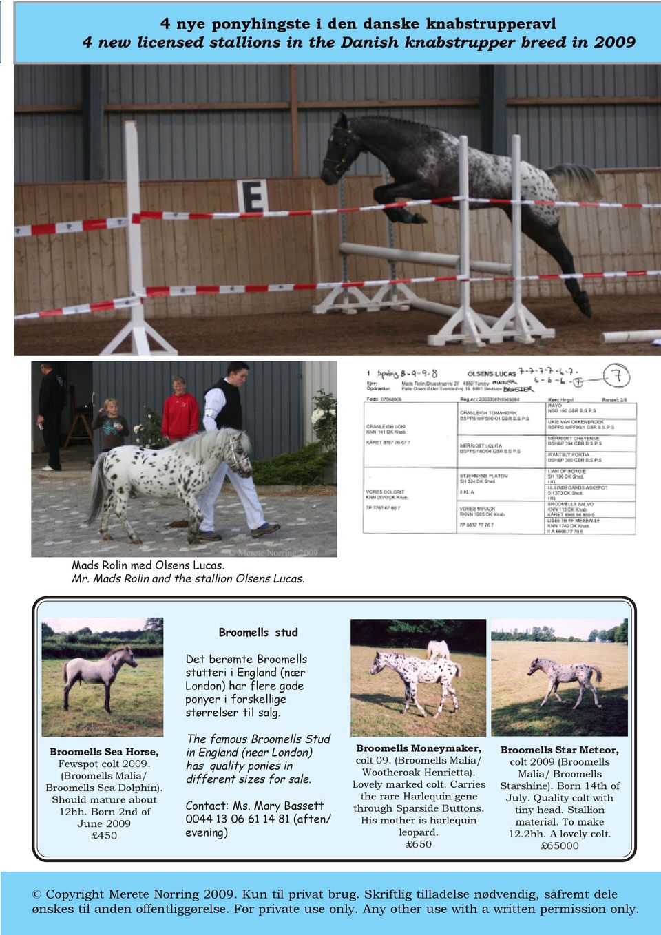 (Broomells Malia/ Broomells Sea Dolphin). Should mature about 12hh. Born 2nd of June 2009 450 The famous Broomells Stud in England (near London) has quality ponies in different sizes for sale.