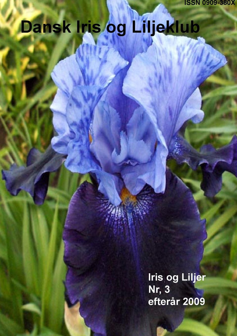 Liljeklub Iris og