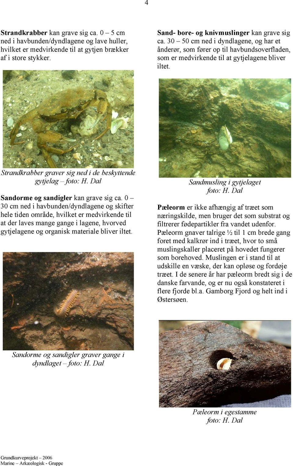Strandkrabber graver sig ned i de beskyttende gytjelag Sandorme og sandigler kan grave sig ca.
