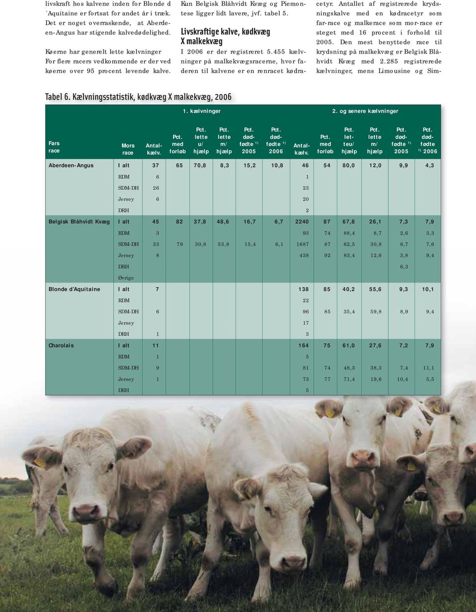 Livskraftige kalve, kødkvæg X malkekvæg I 2006 er der registreret 5.455 kælvninger på malkekvægsracerne, hvor faderen til kalvene er en renracet kødracetyr.