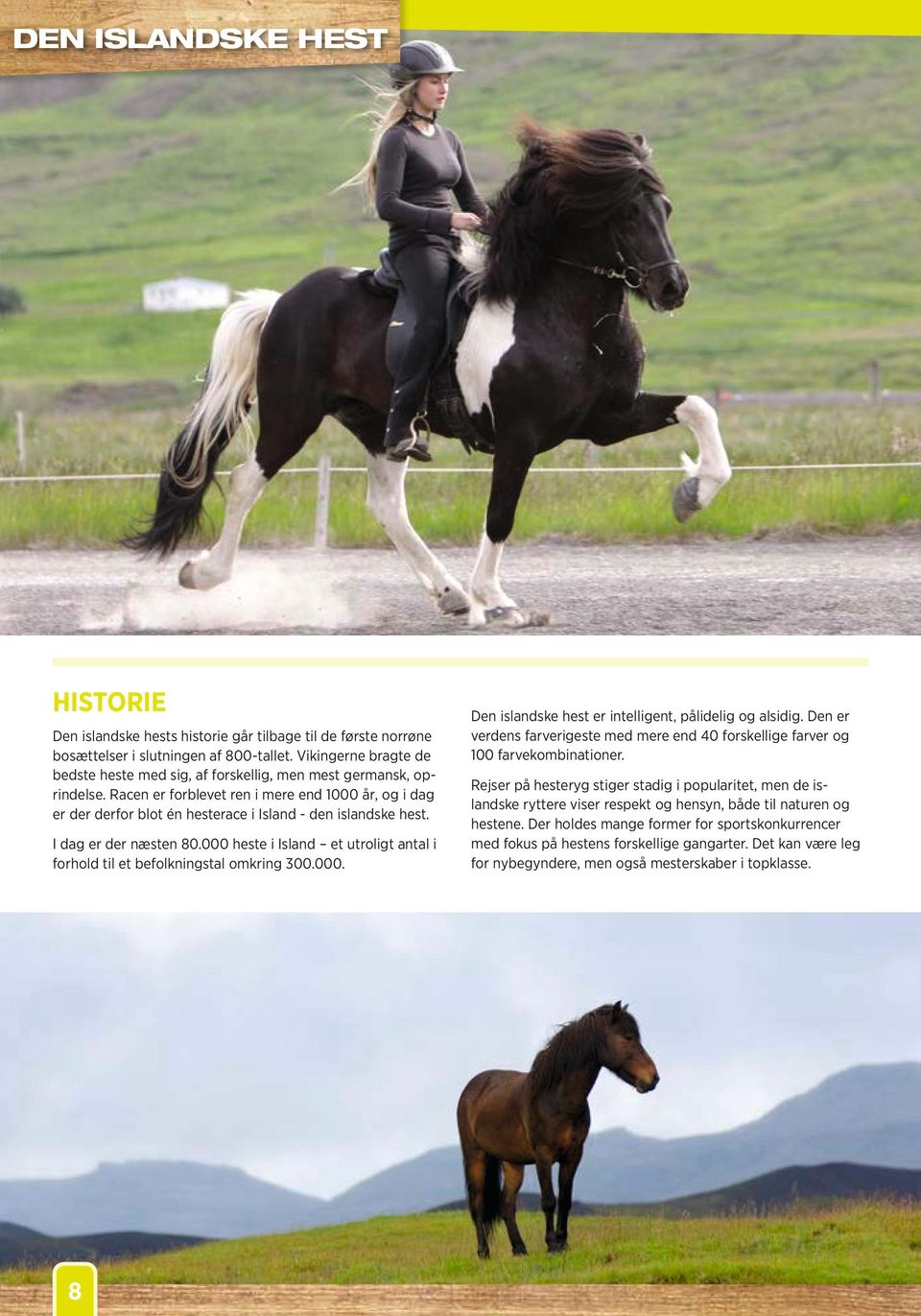 I dag er der næsten 80.000 heste i Island et utroligt antal i forhold til et befolkningstal omkring 300.000. 8 Den islandske hest er intelligent pålidelig og alsidig.